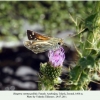 hesperia comma pallida female1